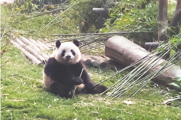 Chengdu Giant Panda & Leshan Giant Buddha Private Day Tour photo 6