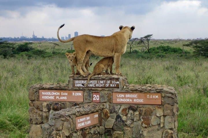 Nairobi National Park Half-Day Safari: City Skyscrapers and Savanna Wildlife