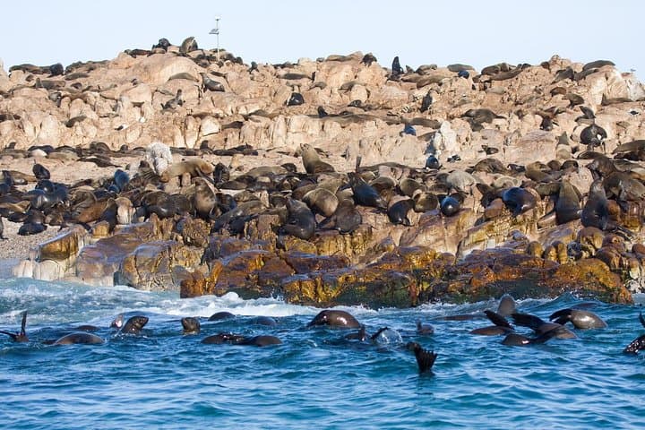 Marine Big 5 Safari From Cape Town — Great Whites, Whales & African Penguins photo 1