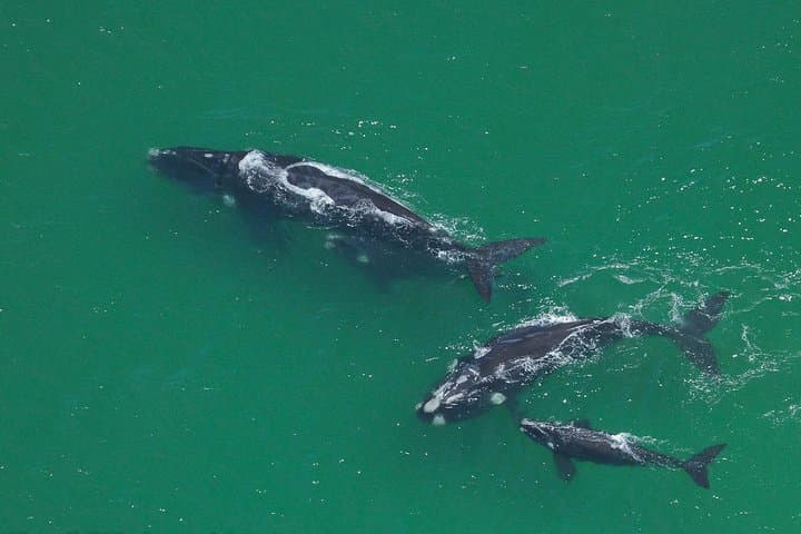 Marine Big 5 Safari From Cape Town — Great Whites, Whales & African Penguins photo 4