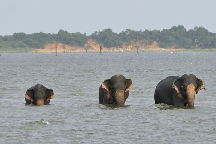Udawalawe National Park Day Safari from Negombo: Elephant & Wildlife Jeep Tour photo 4