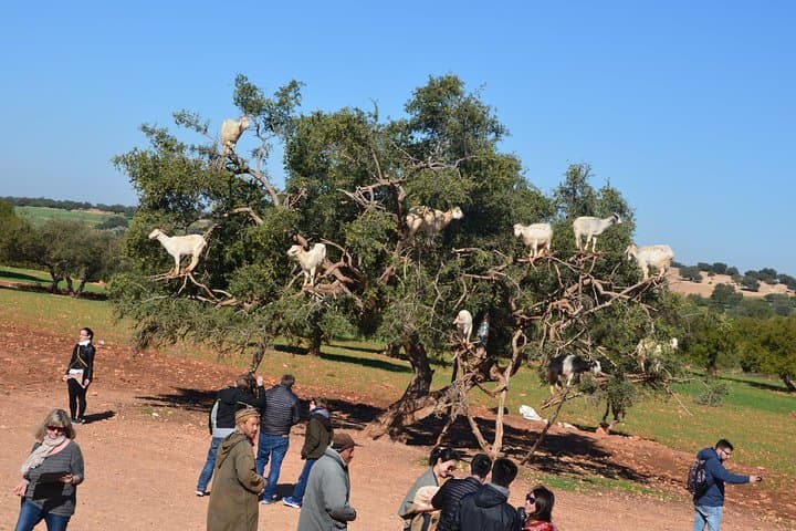 Essaouira Day Trip from Marrakech: Full-Day Coastal Excursion to Mogador photo 5