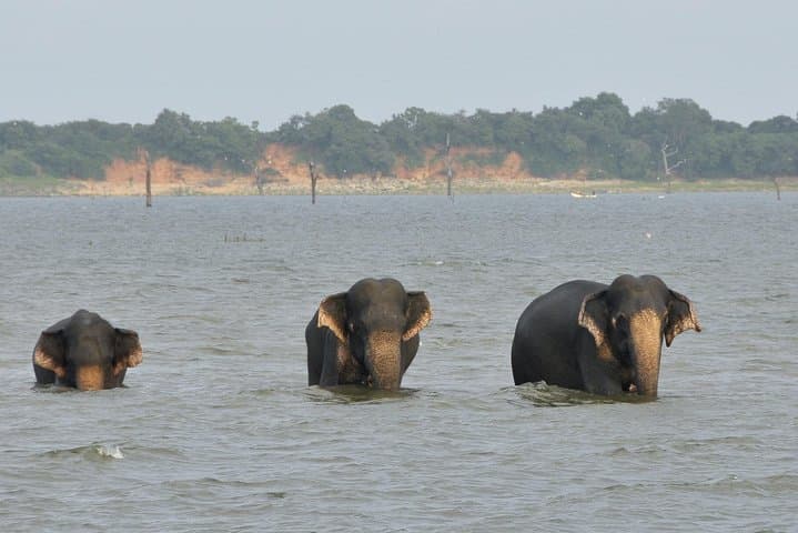 Udawalawe Safari from Bentota: Guaranteed Elephant Game Drive photo 5