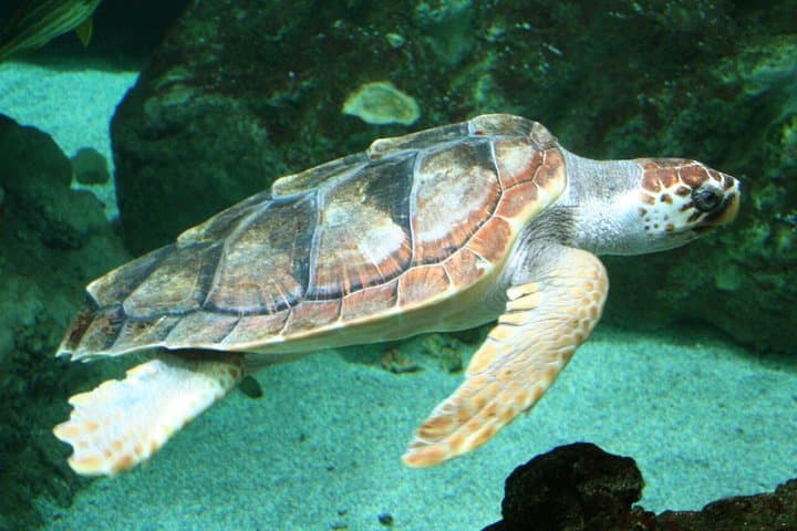 Kallithea Scuba Diving: Try Dives & Reef Excursions off Rhodes photo 4