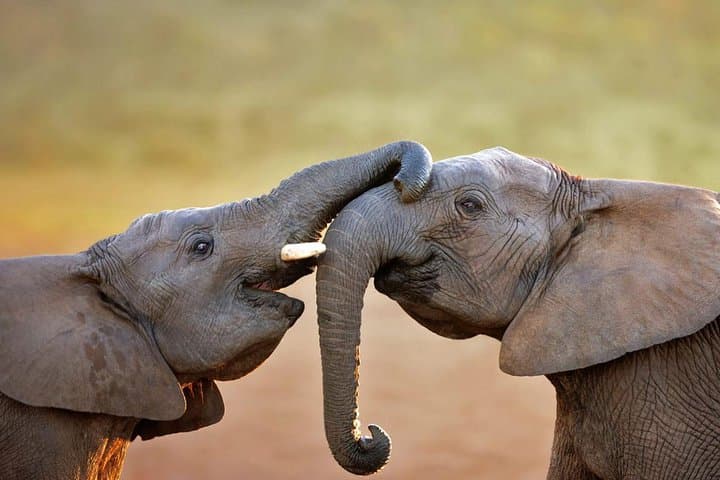 Aquila Game Reserve Safari from Cape Town: Big Five Day Drive with Wine & Cheese photo 1