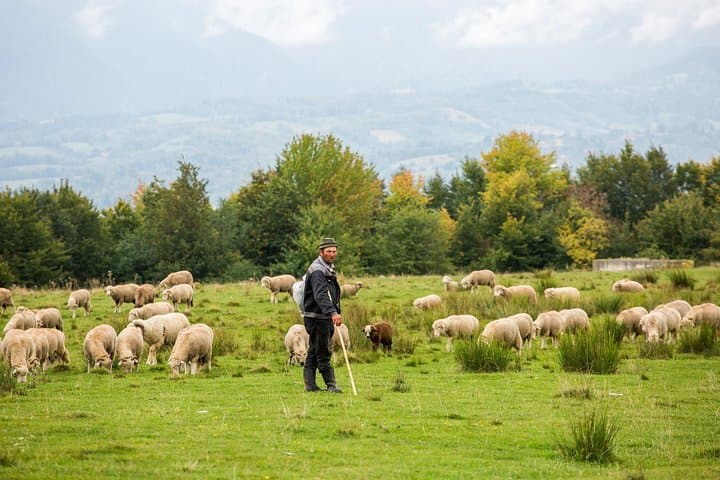 Two-Day Transylvania Tour from Bucharest: Peles, Bran and Brasov Highlights photo 3