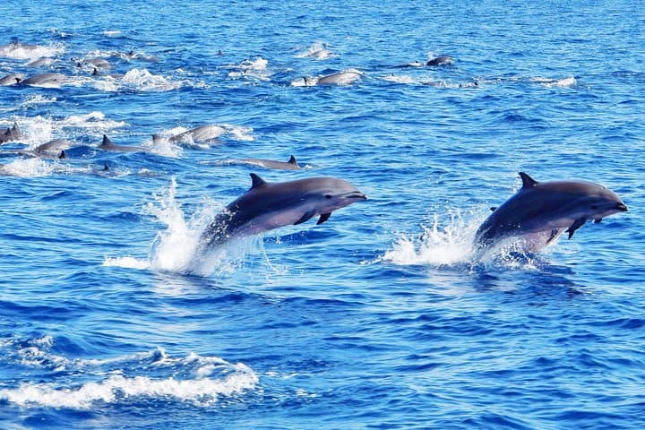 St Lucia Whale and Dolphin Safari: Premium Power Cat Cruise from Castries photo 3