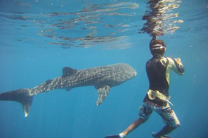 Catalina Islands Snorkel from Playa Flamingo — Two Dives in Costa Rica's Gulf