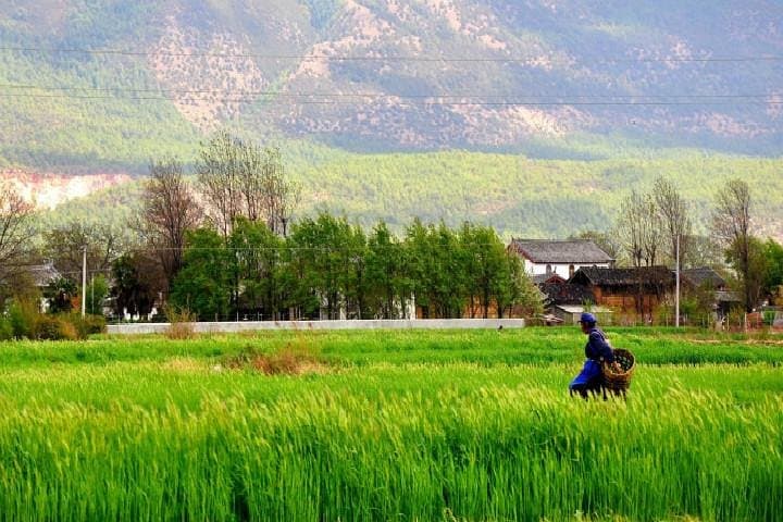 Cycling Jade Dragon & Baisha Villages: Lijiang Day Tour Guide photo 4