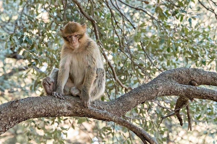 Fez to the Middle Atlas Day Trip — Cedar Forests, Berber Villages & Springs photo 2