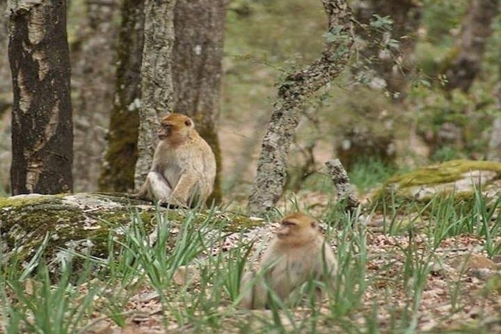 Fez to the Middle Atlas Day Trip — Cedar Forests, Berber Villages & Springs photo 3
