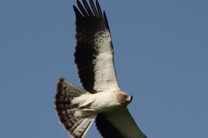 Varna–Beloslav Lake Birdwatching & Cultural Day Tour