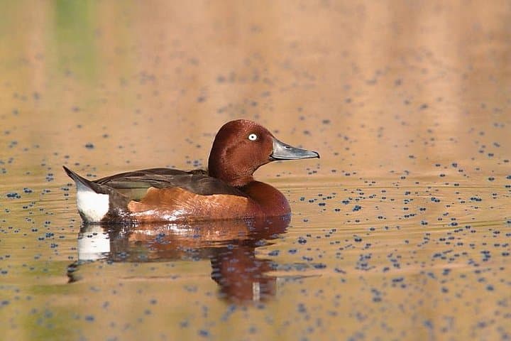 Birding the Bourgas Wetlands: One-day Southern Bulgarian Black Sea Coast Tour