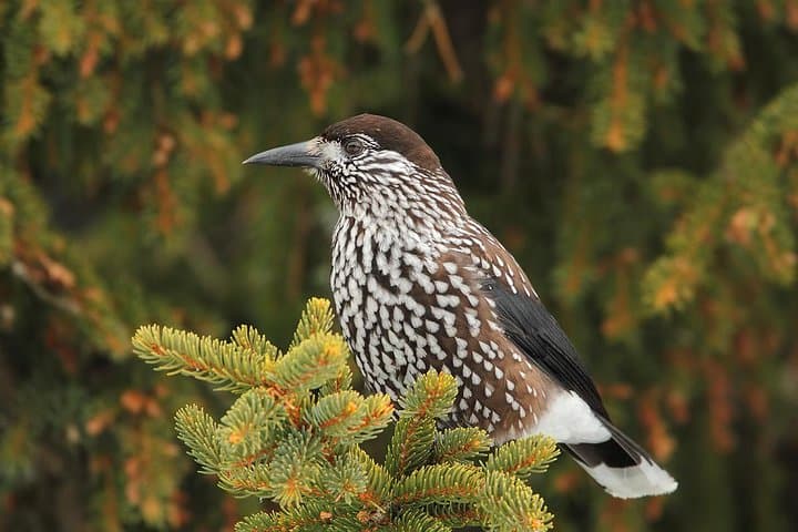 One-day Birding Around Sofia: Vitosha Mountain & Dragoman Marsh Birdwatching