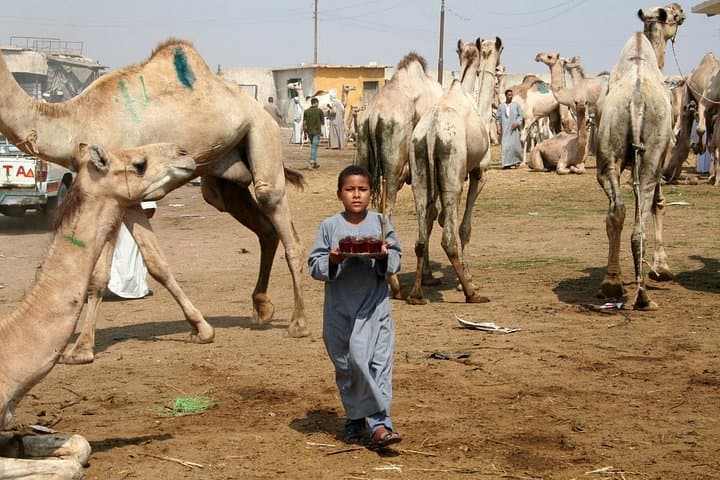 Birqash Camel Market Tour: Morning Camel Trading on Cairo’s Desert Edge photo 1