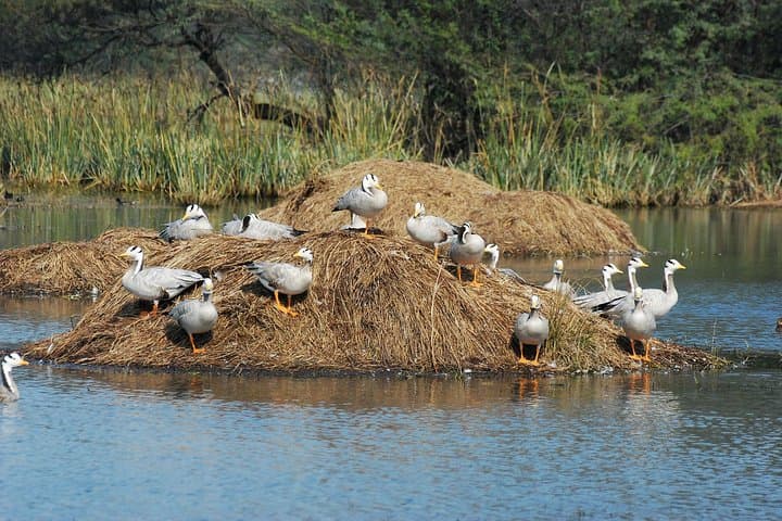 Sultanpur Bird Sanctuary Tour from Delhi — Migratory Birds & Blue Deer Walk photo 2
