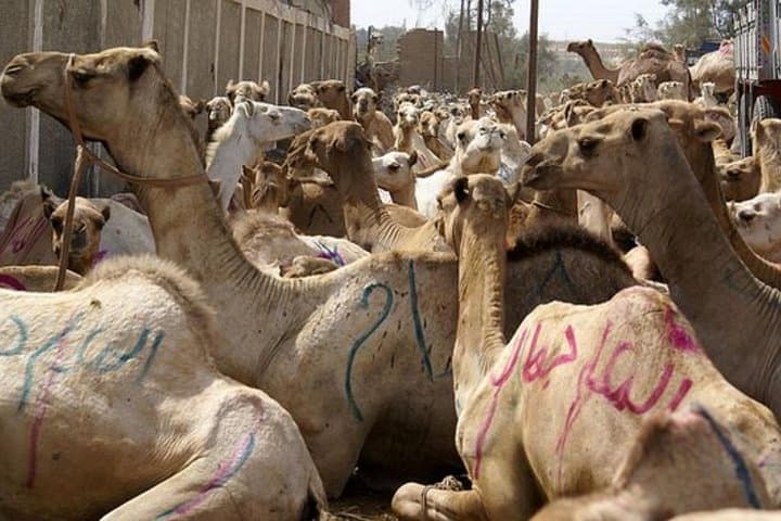 Birqash Camel Market Tour: Morning Camel Trading on Cairo’s Desert Edge photo 2