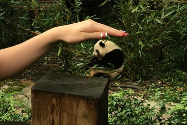 Chengdu Giant Panda & Leshan Giant Buddha Private Day Tour