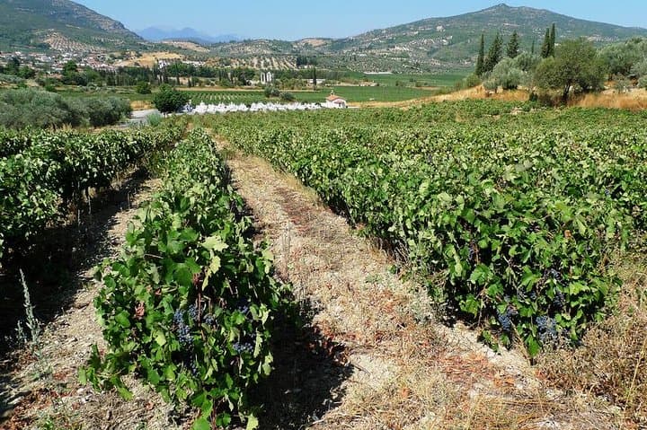 Dionysian Nemea Private Day Excursion — Corinth Canal & Nemea Wine Tasting photo 3