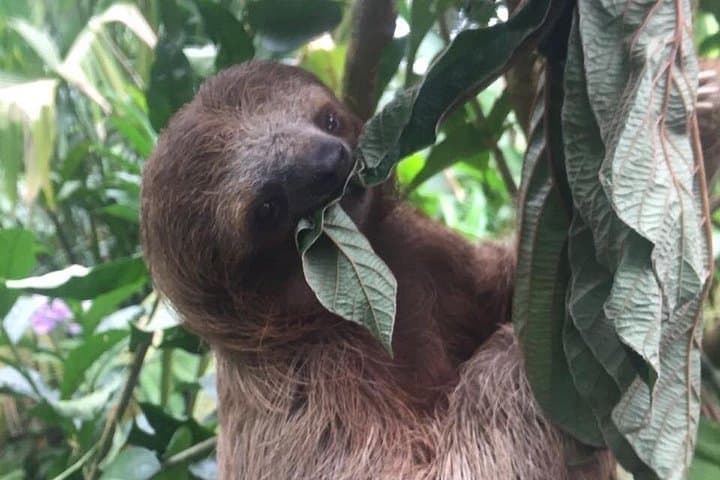 Llanos de Cortez Waterfall & Wildlife: Sloths, Monkeys and Tico Lunch from Guanacaste photo 1