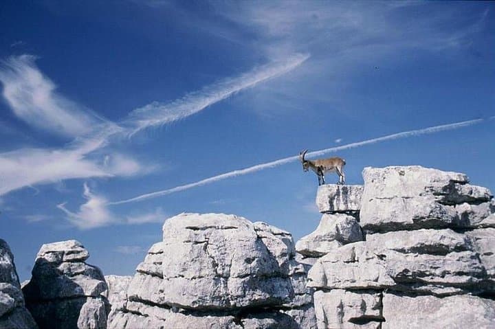 El Torcal Hiking Day Trip from Malaga: Karst Formations, Wildlife & Practical Tips