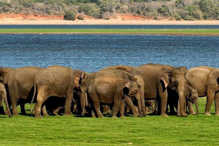Minneriya Elephant Safari and Sigiriya Lion Rock Day Trip from Colombo