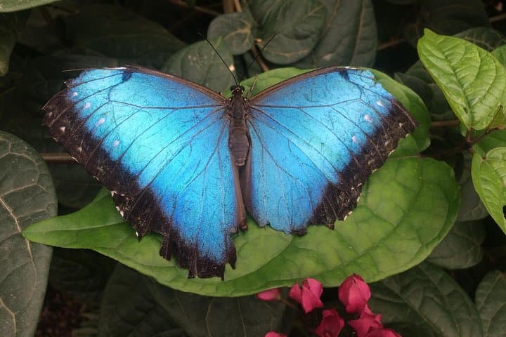 Mindo Cloud Forest Private Day Trip from Quito — Hummingbirds, Orchids & Canopy photo 3