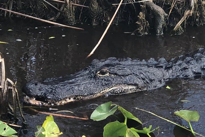 Private 1.5-Hour Everglades Airboat Tour from Fort Lauderdale photo 2