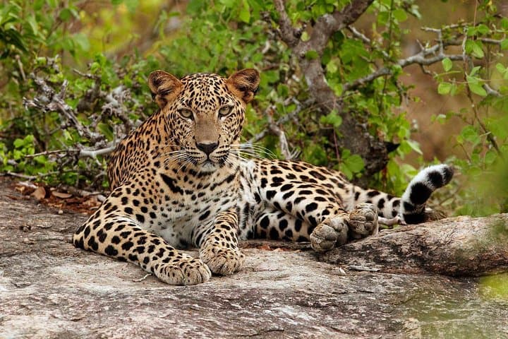 From Colombo to the Lion Rock: Sigiriya, Dambulla & Minneriya Safari Day Trip photo 6