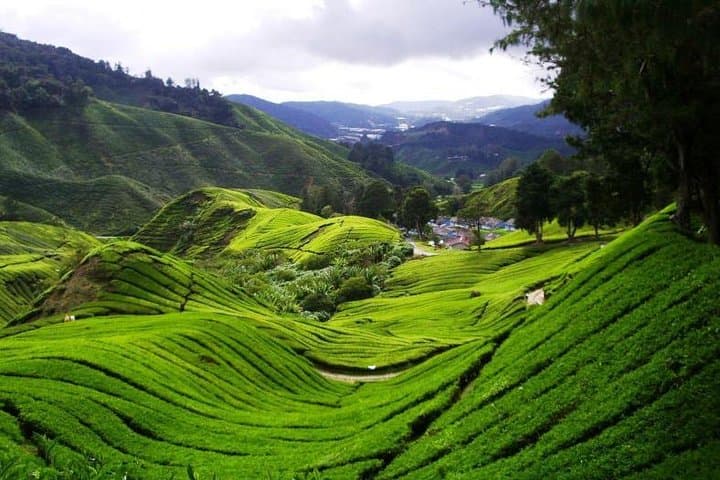 Cameron Highlands Day Trip from Kuala Lumpur: BOH Tea, Waterfalls & Batu Caves