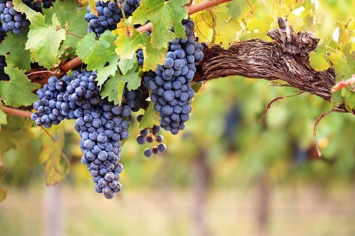 Montserrat Private Tour from Barcelona: Monastery, Organic Winery & Local Lunch photo 4