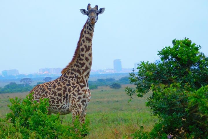 Exploring Nairobi National Park: A Half-Day Safari on the City’s Wild Edge photo 1