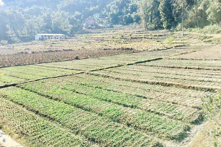 Silkworm Farm Sericulture Visit and Easy Hike Near Pokhara