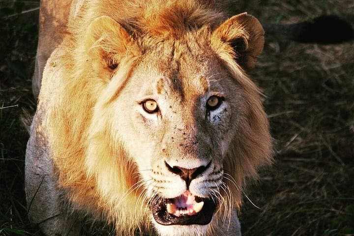 Full-Day Akagera Safari from Kigali: Game Drive & Lake Ihema Boat Trip photo 2