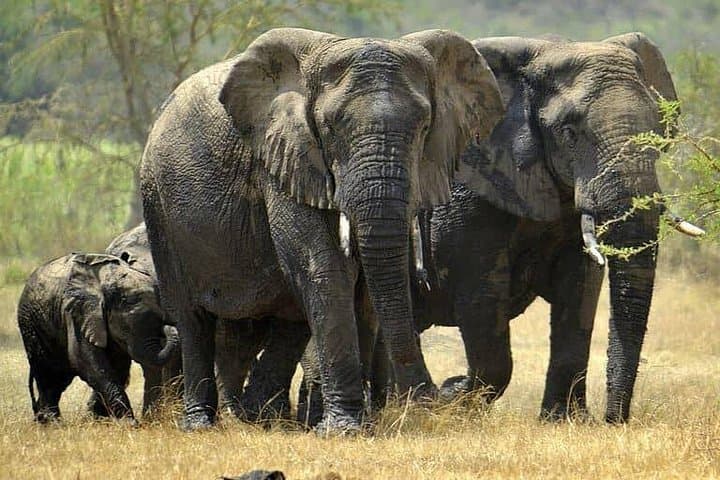Full-Day Akagera Safari from Kigali: Game Drive & Lake Ihema Boat Trip photo 3