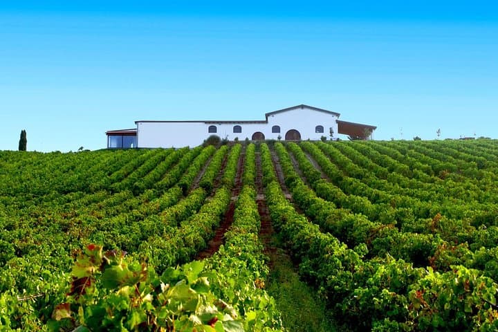 Cagliari Wine Road: Full-Day Private Winery Tour with Lunch