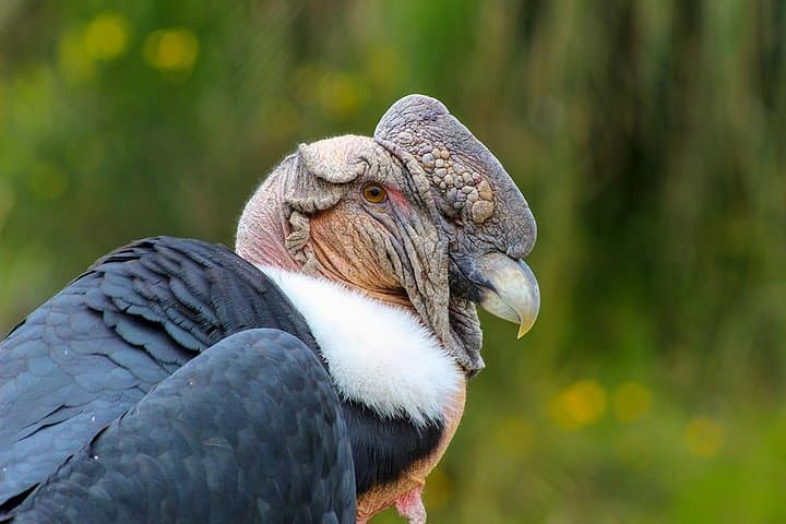 Antisana Volcano Condor & High-Andes Birding Day Tour from Quito