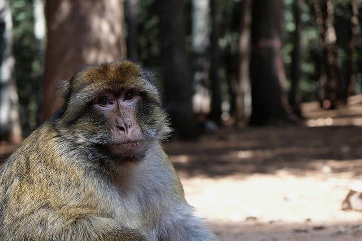 Middle Atlas Day Trip From Fez — Ifrane, Cedar Forests & High Plateaus photo 3