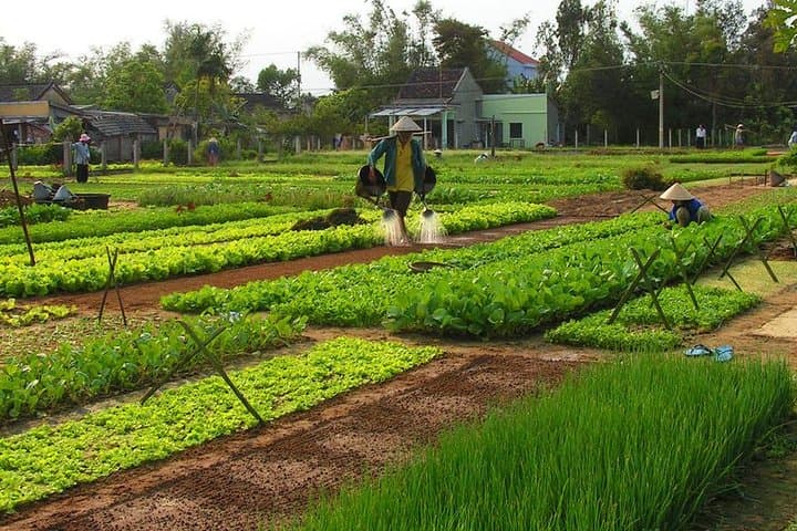 Tra Que Village Farming & Lantern Making Day Trip from Hoi An