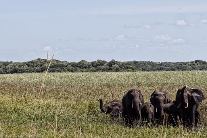 Maputo Special Reserve 3-Day Safari: Coastal Bush, Elephants & Tented Nights photo 2