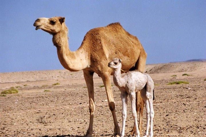 Wahiba Sands & Wadi Bani Khalid Desert Safari from Muscat photo 2