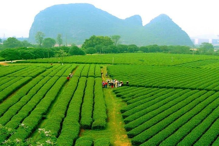 Full-Day Guilin Private Tour to Daxu Old Town and Yaoshan Tea Plantation photo 2