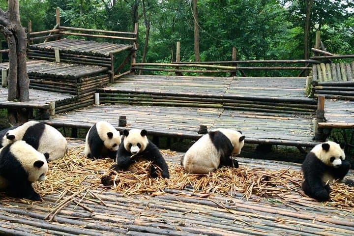 Up-Close Panda Day Tour in Chengdu — Panda Base, Panda Post & Giant Sculpture photo 2