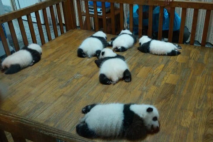 Up-Close Panda Day Tour in Chengdu — Panda Base, Panda Post & Giant Sculpture