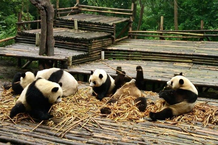 Chengdu Panda & Leshan Giant Buddha Private Day Tour — All-Inclusive Highlights