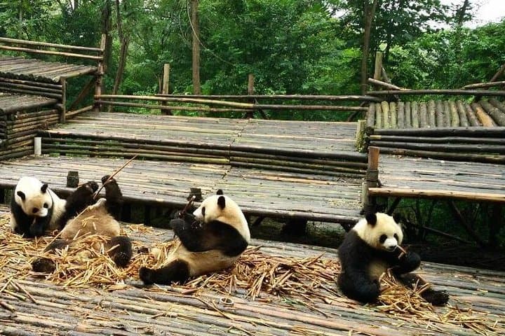Panda Keeper Program at Dujiangyan: Private Day Volunteer from Chengdu photo 3