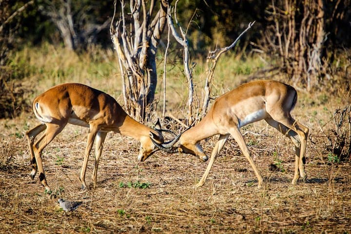 Full-Day Safari in Tarangire National Park: Big Herds, Baobabs & River Game Drives photo 1