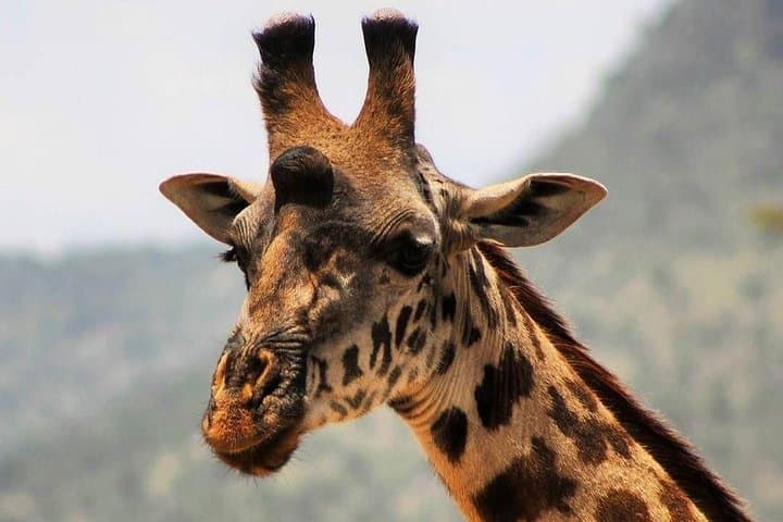 Full-Day Safari in Tarangire National Park: Big Herds, Baobabs & River Game Drives photo 2