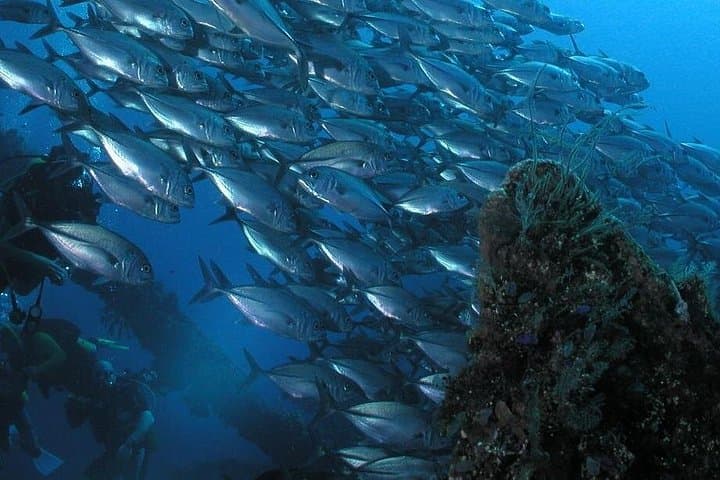 Tulamben USS Liberty Shipwreck: Shore Dive Through Bali’s Coral-Covered Wreck photo 4