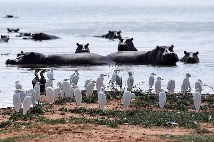 Five-Day Private Safari: Hell's Gate, Naivasha, Nakuru & Masai Mara photo 3